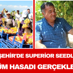 Alaşehir'de Superior Seedless Üzüm Hasadı Gerçekleşti