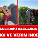 Saruhanlı'daki Bağlarda Salkım Ağırlığı ve Verim İncelendi
