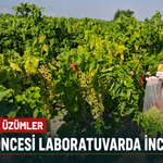 Salihli’de Üzümler Hasat Öncesi Laboratuvarda İncelenecek