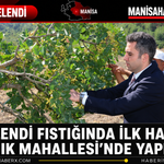 Selendi Fıstığında İlk Hasat Kınık Mahallesi’nde Yapıldı