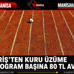 TARİŞ’ten Kuru Üzüme Kilogram Başına 80 TL Avans