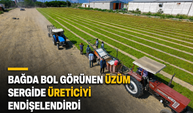 Bağda Bol Görünen Üzüm Sergide Üreticiyi Endişelendirdi