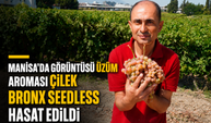 Manisa'da Görüntüsü Üzüm, Aroması Çilek: Bronx Seedless Hasat Edildi