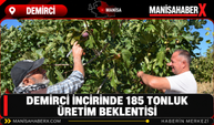 Demirci İncirinde 185 Tonluk Üretim Beklentisi
