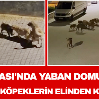 Ege