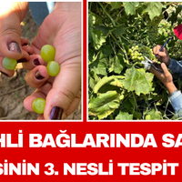 Manisa