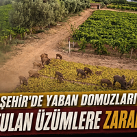Manisa