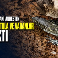 Manisa