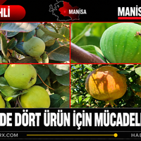Manisa