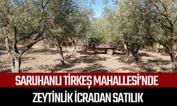 Saruhanlı Tirkeş Mahallesi’nde zeytinlik icradan satılık