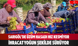 Sarıgöl’de üzüm hasadı sürüyor, ihracat yoğun şekilde