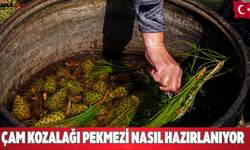 Çam Kozalağı Pekmezi nasıl hazırlanıyor
