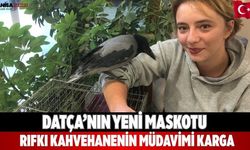 Datça’nın yeni maskotu Rıfkı Kahvehanenin müdavimi karga