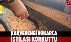 kahverengi kokarca istilası korkuttu
