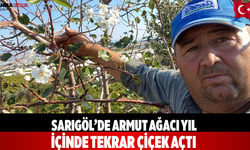 Sarıgöl’de Armut Ağacı Yıl İçinde Tekrar Çiçek Açtı