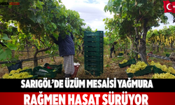 Sarıgöl’de üzüm mesaisi Yağmura rağmen hasat sürüyor