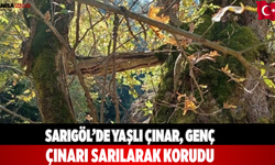 Sarıgöl’de yaşlı çınar, genç çınarı sarılarak korudu