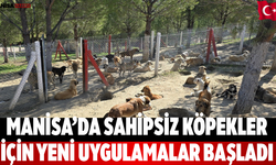 Manisa’da Sahipsiz Köpekler İçin Yeni Uygulamalar Başladı