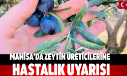 Manisa’da Zeytin Üreticilerine Hastalık Uyarısı