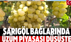 Sarıgöl Bağlarında Üzüm Piyasası Düşüşte