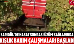Sarıgöl’de Hasat Sonrası Üzüm Bağlarında Kışlık Bakım