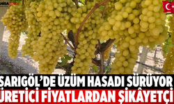 Sarıgöl’de üzüm hasadı sürüyor Üretici şikâyetçi