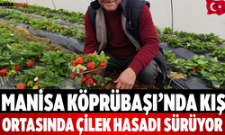 Manisa Köprübaşı’nda Kış Ortasında Çilek Hasadı Sürüyor