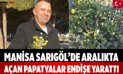 Manisa Sarıgöl’de Aralıkta Açan Papatyalar Endişe Yarattı