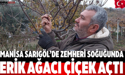 Manisa Sarıgöl’de Zemheri Soğuğunda Erik Ağacı Çiçek Açtı