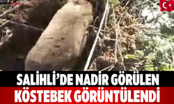 Salihli’de Nadir Görülen Köstebek Görüntülendi