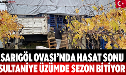 Sarıgöl Ovası’nda hasat sonu  Sultaniye üzümde sezon bitiyor
