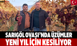 Sarıgöl Ovası’nda Üzümler Yeni Yıl İçin Kesiliyor