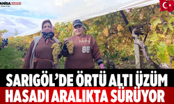 Sarıgöl’de örtü altı üzüm hasadı aralıkta sürüyor