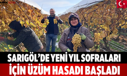 Sarıgöl’de Yeni Yıl Sofraları İçin Üzüm Hasadı Başladı