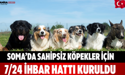 Soma’da sahipsiz köpekler için 7/24 ihbar hattı kuruldu