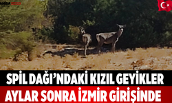 Spil Dağı’ndaki Kızıl Geyikler Aylar Sonra İzmir Girişinde