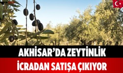 Akhisar’da Zeytinlik İcradan Satışa Çıkıyor