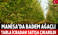 Manisa’da Badem Ağaçlı Tarla İcradan Satışa Çıkarıldı