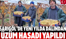 Sarıgöl’de Yeni Yılda Dalından Üzüm Hasadı Yapıldı