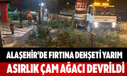 Alaşehir'de Fırtına Dehşeti Yarım Asırlık Çam Ağacı Devrildi