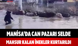 Manisa'da Can Pazarı Selde Mahsur Kalan İnekler Kurtarıldı