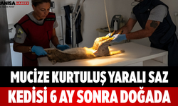 Mucize Kurtuluş Yaralı Saz Kedisi 6 Ay Sonra Doğada