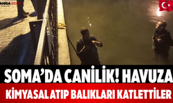 Soma’da Canilik! Havuza Kimyasal Atıp Balıkları Katlettiler