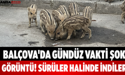 Balçova'da Gündüz Vakti Şok Görüntü! Sürüler Halinde İndiler