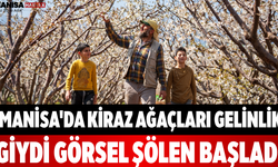 Manisa'da Kiraz Ağaçları Gelinlik Giydi Görsel Şölen Başladı