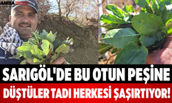 Sarıgöl'de Bu Otun Peşine Düştüler Tadı Herkesi Şaşırtıyor!