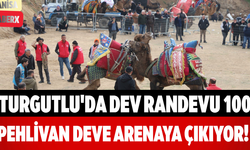 Turgutlu'da Dev Randevu 100 Pehlivan Deve Arenaya Çıkıyor!