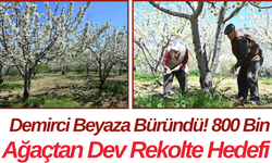 Demirci Beyaza Büründü! 800 Bin Ağaçtan Dev Rekolte Hedefi