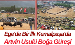 Ege'de Bir İlk Kemalpaşa'da Artvin Usulü Boğa Güreşi