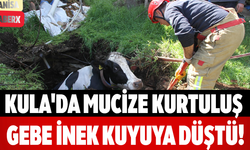 Kula'da Mucize Kurtuluş Gebe İnek Kuyuya Düştü!